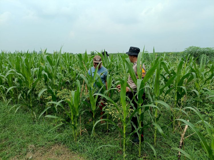 Anggota Polsek Balongbendo Tinjau Lahan P2B Bumdes Bakungtemenggungan, Dukung Ketahanan Pangan Nasional